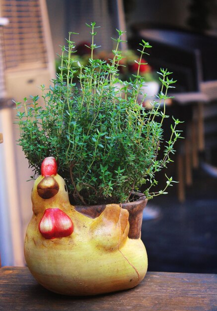 A colorful assortment of herbs and vegetables growing in various sized and shaped containers on a sunny balcony. Focus on the variety and vibrancy of the plants.