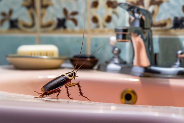 Close-up shot of a cockroach in a kitchen sink, emphasizing the need for pest identification to tailor DIY control methods.