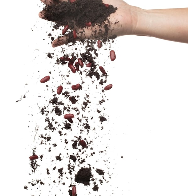 A person's hands gently sifting rich, dark compost, with visible small pieces of organic matter, over a garden bed where sprouts are beginning to emerge. The focus is on the quality of the compost and its direct application.