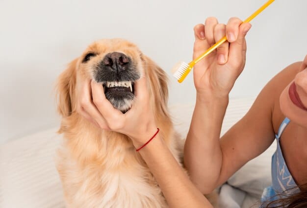 A close-up of a dog's teeth being brushed by a human hand using a pet toothbrush and pet-safe toothpaste, emphasizing the importance of dental care.